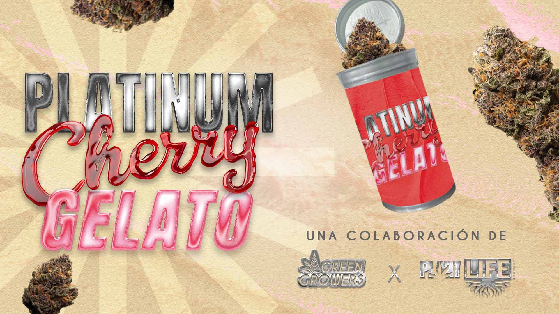 plat cherry gelato push